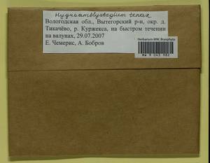 Hygroamblystegium tenax (Hedw.) Jenn., Гербарий мохообразных, Мхи - Архангельская и Вологодская области, Коми, Ненецкий АО (B7) (Россия)