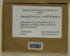 Brachythecium salebrosum (Hoffm. ex F. Weber & D. Mohr) Schimp., Гербарий мохообразных, Мхи - Центральное Черноземье (B10) (Россия)