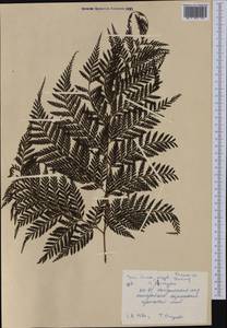 Davallia solida (G. Forst.) Sw., Австралия и Океания (AUSTR) (Самоа)