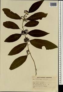 Callicarpa arborea Roxb., Зарубежная Азия (ASIA) (Индия)
