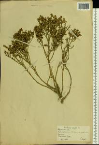 Анабазис безлистный L., Восточная Европа, Нижневолжский район (E9) (Россия)