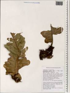 Drynaria coronans (Wall. ex Mett.) J. Sm., Зарубежная Азия (ASIA) (Вьетнам)