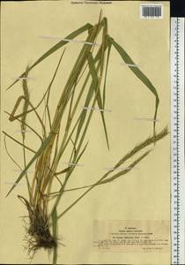 Campeiostachys dahurica (Turcz. ex Griseb.) B.R.Baum, J.L.Yang & C.Yen, Сибирь, Западный (Казахстанский) Алтай (S2a) (Казахстан)