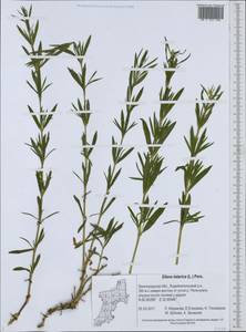 Смолевка татарская (L.) Pers., Восточная Европа, Северо-Западный район (E2) (Россия)