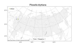 Pilosella blyttiana (Fr.) F. W. Schultz & Sch. Bip., Атлас флоры России (FLORUS) (Россия)