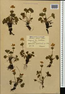 Anemonastrum narcissiflorum subsp. chrysanthum (Ulbr.) Raus, Кавказ, Краснодарский край и Адыгея (K1a) (Россия)
