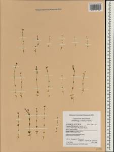 Золототысячник тонкоцветковый, Зарубежная Азия (ASIA) (Кипр)