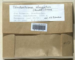 Odontoschisma elongatum (Lindb.) A. Evans, Гербарий мохообразных, Мхи - Западная Европа (BEu) (Швейцария)