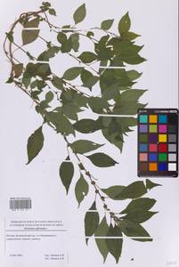 Постенница лекарственная L., Восточная Европа, Московская область и Москва (E4a) (Россия)