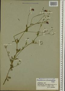 Delphinium consolida subsp. divaricatum (Ledeb.) A. Nyár., Кавказ, Армения (K5) (Армения)