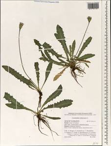Thrincia tuberosa (L.) DC., Зарубежная Азия (ASIA) (Израиль)
