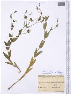 Gypsophila vaccaria (L.) Sm., Средняя Азия и Казахстан, Памир и Памиро-Алай (M2) (Таджикистан)