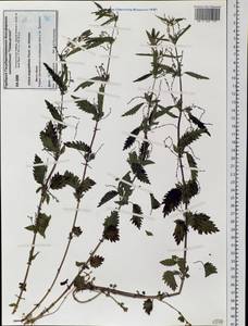 Urtica dioica var. holosericea Fr., Сибирь, Центральная Сибирь (S3) (Россия)