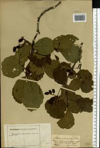 Ольха клейкая, Ольха черная (L.) Gaertn., Восточная Европа, Центральный лесостепной район (E6) (Россия)