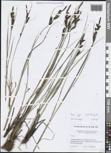 Осока черная (L.) Reichard, Восточная Европа, Северо-Западный район (E2) (Россия)