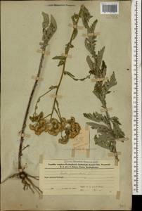 Jacobaea erucifolia subsp. grandidentata (Ledeb.) V.V.Fateryga & Fateryga, Кавказ, Азербайджан (K6) (Азербайджан)