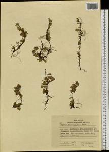 Чабрец Ревердатто Serg., Сибирь, Чукотка и Камчатка (S7) (Россия)