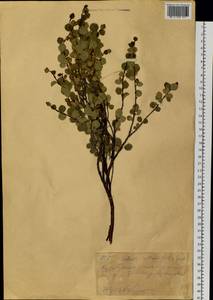 Береза железистая Michx., Сибирь, Западный (Казахстанский) Алтай (S2a) (Казахстан)