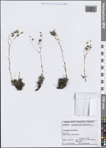 Камнеломка гребенчато-реснитчатая L., Сибирь, Центральная Сибирь (S3) (Россия)