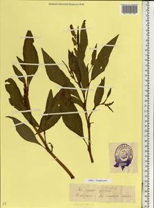 Горец развесистый, Горец щавелелистный (L.) Gray, Восточная Европа, Эстония (E2c) (Эстония)