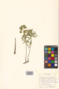 Молочай острый, Сибирь, Дальний Восток (S6) (Россия)