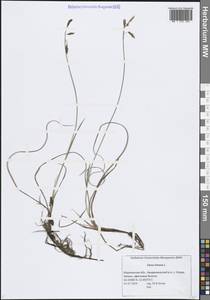 Осока топяная L., Восточная Европа, Северный район (E1) (Россия)