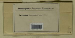 Bucklandiella heterosticha (Hedw.) Bedn.-Ochyra & Ochyra, Гербарий мохообразных, Мхи (без точных пунктов) (B0)
