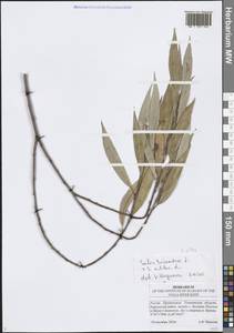 Ива белая, Ветла L., Восточная Европа, Средневолжский район (E8) (Россия)