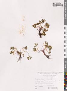 Прострел аянский Regel & Tiling, Сибирь, Чукотка и Камчатка (S7) (Россия)