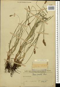 Осока колосистая, Кавказ, Азербайджан (K6) (Азербайджан)
