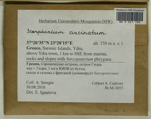 Scorpiurium circinatum (Brid.) M. Fleisch. & Loeske, Гербарий мохообразных, Мхи - Западная Европа (BEu) (Греция)