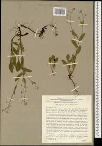 Myosotis dissitiflora Baker, Кавказ, Ставропольский край, Карачаево-Черкесия, Кабардино-Балкария (K1b) (Россия)