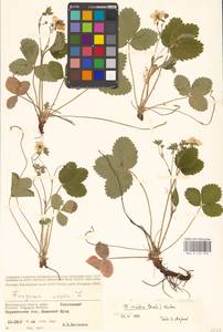 Земляника зеленая, Полуница Duchesne, Восточная Европа, Нижневолжский район (E9) (Россия)