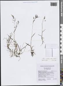 Мятлик арктический R.Br., Сибирь, Прибайкалье и Забайкалье (S4) (Россия)