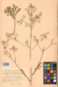 Катран татарский Sebeók, Восточная Европа, Нижневолжский район (E9) (Россия)