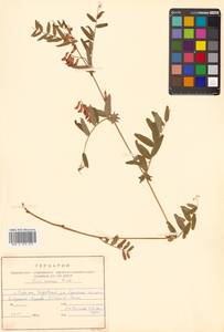 Горошек приятный Fisch. ex Ser., Сибирь, Дальний Восток (S6) (Россия)