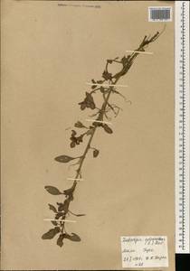 Ludwigia adscendens (L.) H. Hara, Африка (AFR) (Мали)