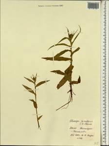 Floscopa glomerata subsp. glomerata, Африка (AFR) (Мали)
