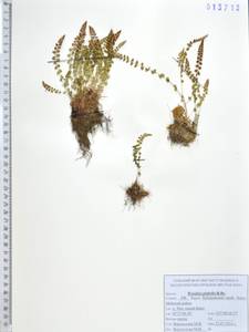 Вудсия головатая, Вудсия гладковатая R.Br., Сибирь, Дальний Восток (S6) (Россия)