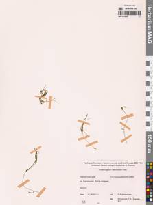 Рдест Берхтольда Fieber, Сибирь, Чукотка и Камчатка (S7) (Россия)