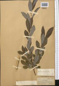 Ива пепельно-серая L., Средняя Азия и Казахстан, Джунгарский Алатау и Тарбагатай (M5) (Казахстан)