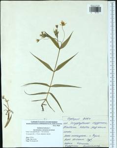 Rabelera holostea (L.) M. T. Sharples & E. A. Tripp, Восточная Европа, Центральный район (E4) (Россия)