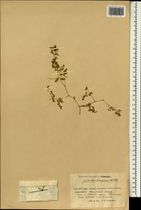 Молочай приземистый Willd., Зарубежная Азия (ASIA) (КНР)
