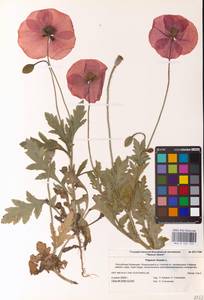 Мак самосейка L., Восточная Европа, Нижневолжский район (E9) (Россия)