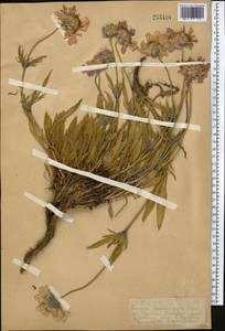 Lomelosia alpestris (Kar. & Kir.) Soják, Средняя Азия и Казахстан, Северный и Центральный Тянь-Шань (M4) (Казахстан)