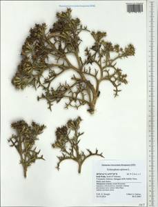 Echinophora spinosa L., Западная Европа (EUR) (Италия)