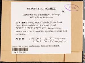 Dicranellopsis subulata (Hedw.) Bonfim Santos, Siebel & Fedosov, Гербарий мохообразных, Мхи - Якутия (B19) (Россия)