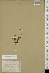 Crepis sancta subsp. sancta, Кавказ, Абхазия (K4a) (Абхазия)