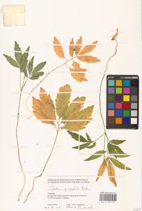 Сердечник пятилистный (M.Bieb.) Schmalh., Восточная Европа, Северо-Украинский район (E11) (Украина)