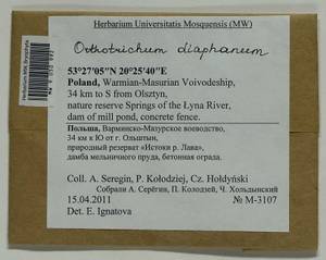 Orthotrichum diaphanum Schrad. ex Brid., Гербарий мохообразных, Мхи - Западная Европа (BEu) (Польша)